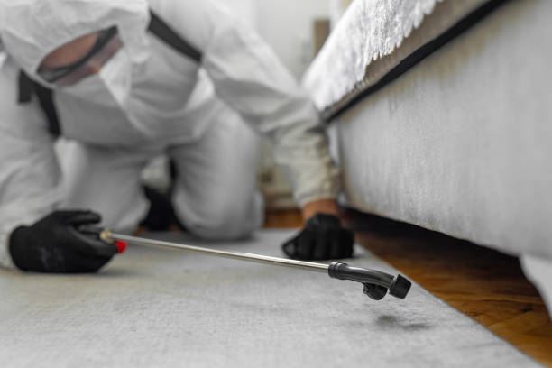 Professional Bed Bug Control technician working in Collin County County, TX